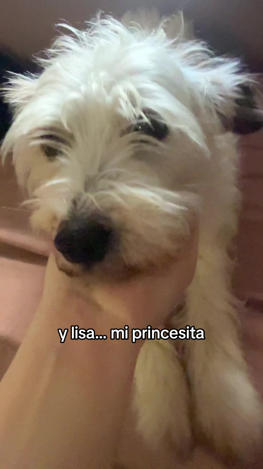 @Maisonrisitas