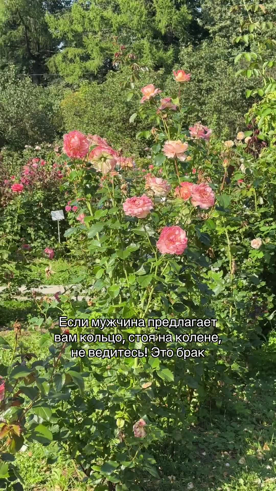 @ТГК M_elania_V