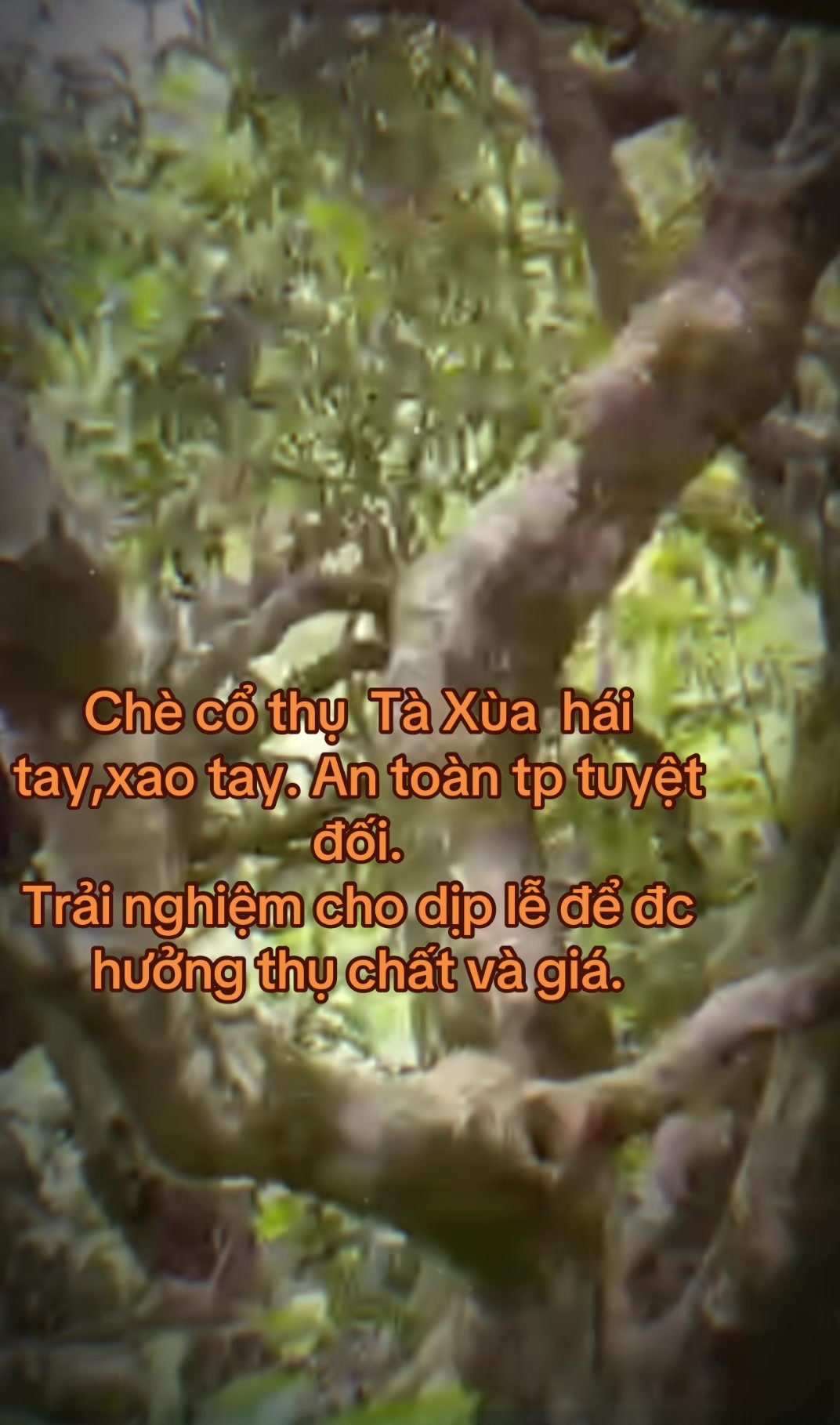 @Hoa sún ( nhí nhố)