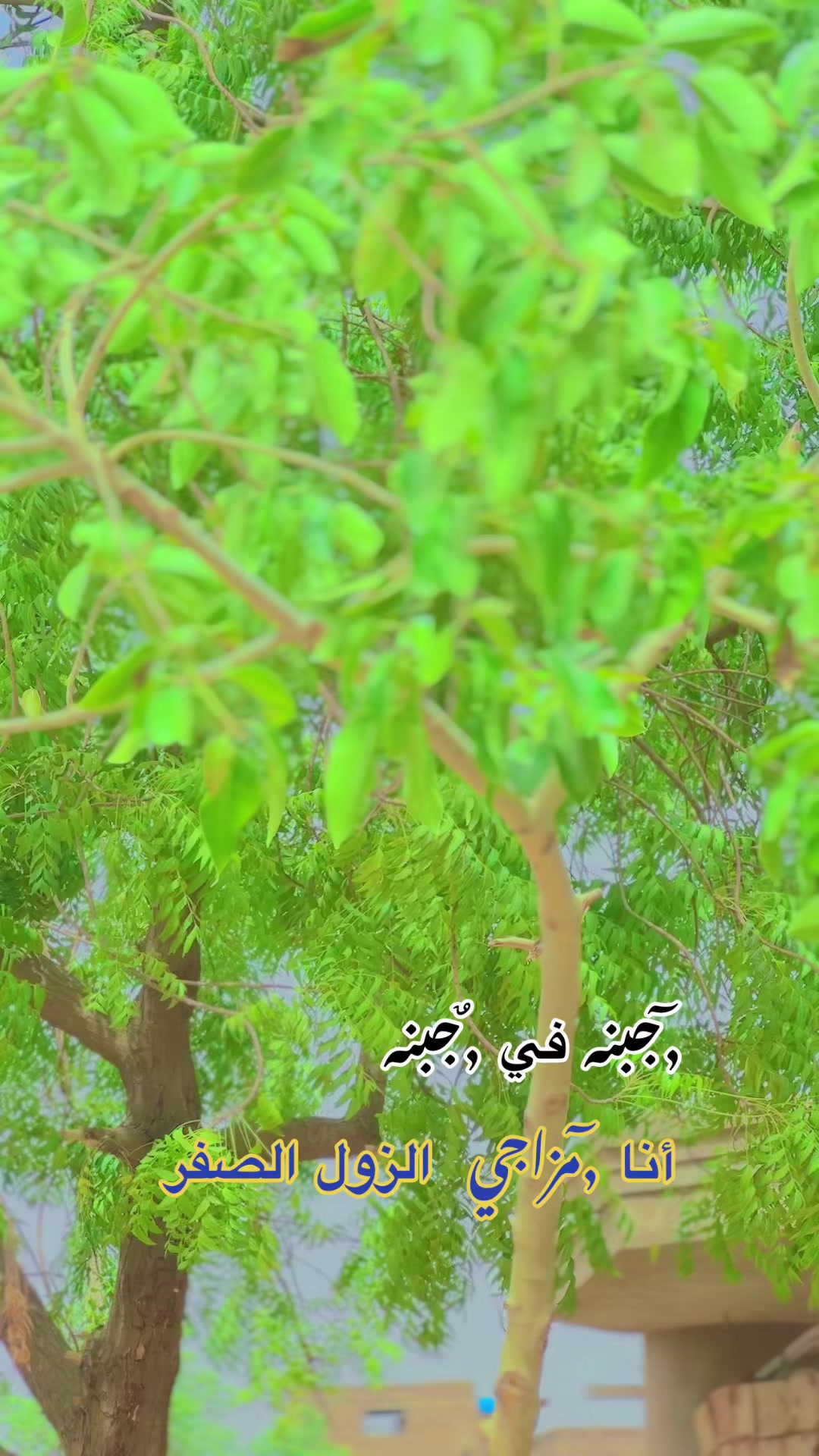 @,ٓاخو ,ٓعموري 919
