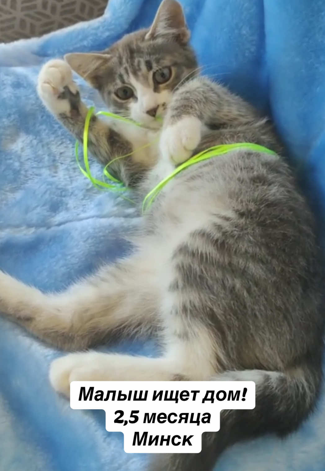 @Котята в дар!
