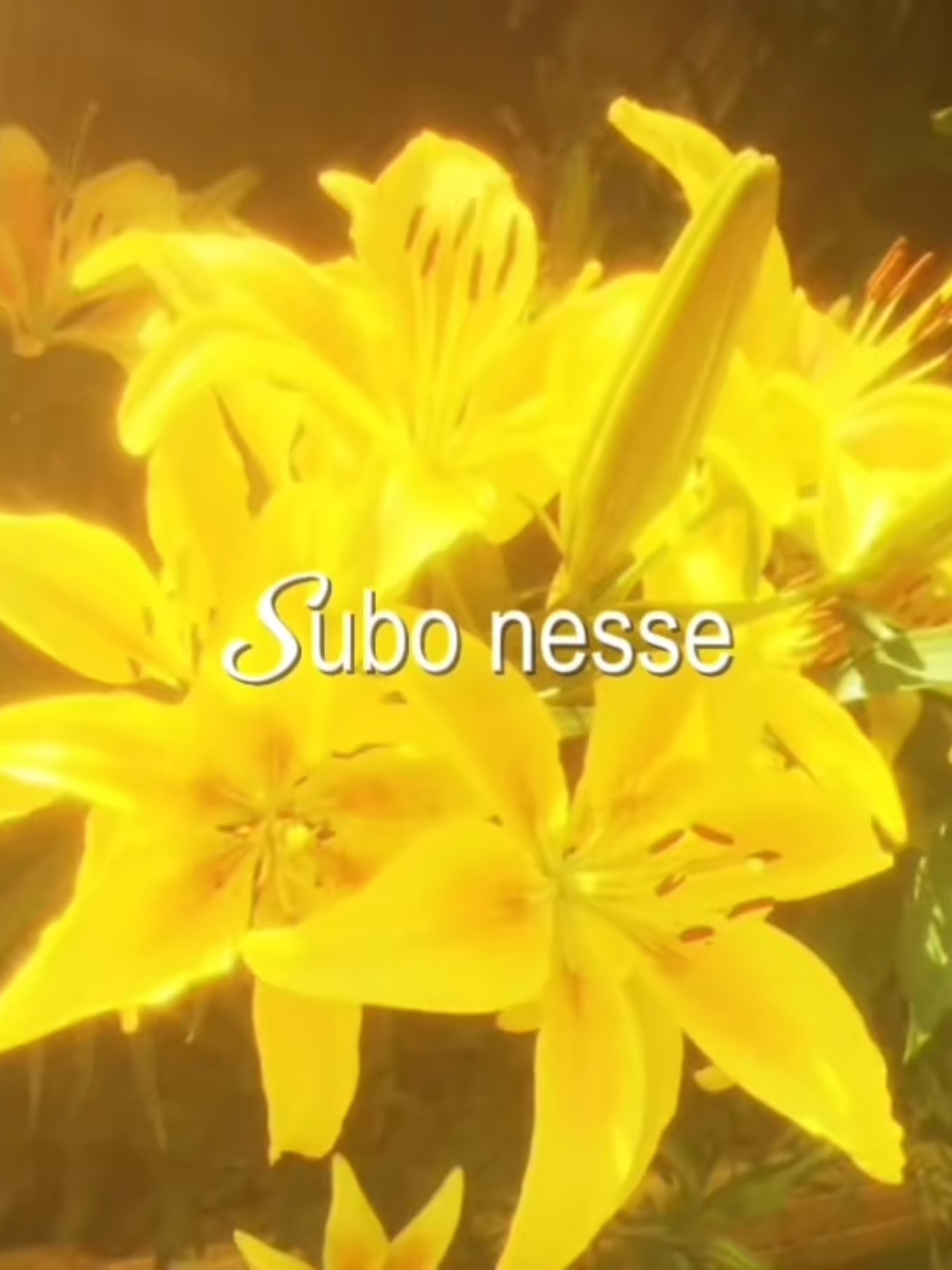@Ardo byer