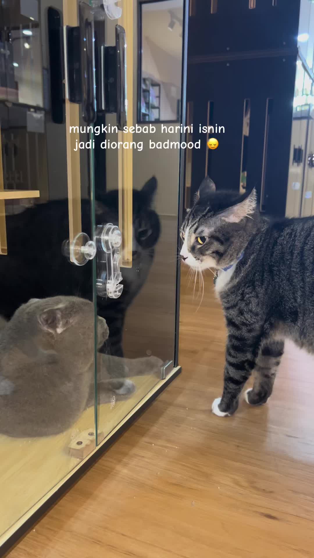 @Anya Pet Shop