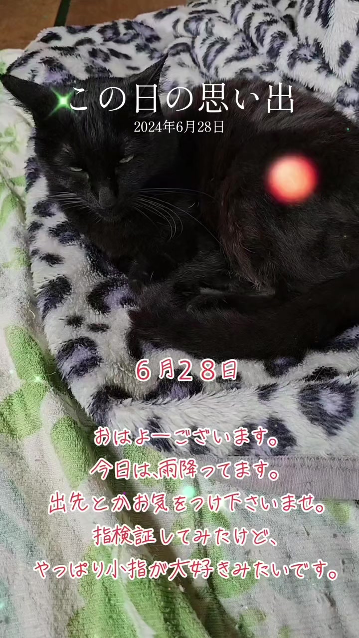 @黒猫の凱旋➿️