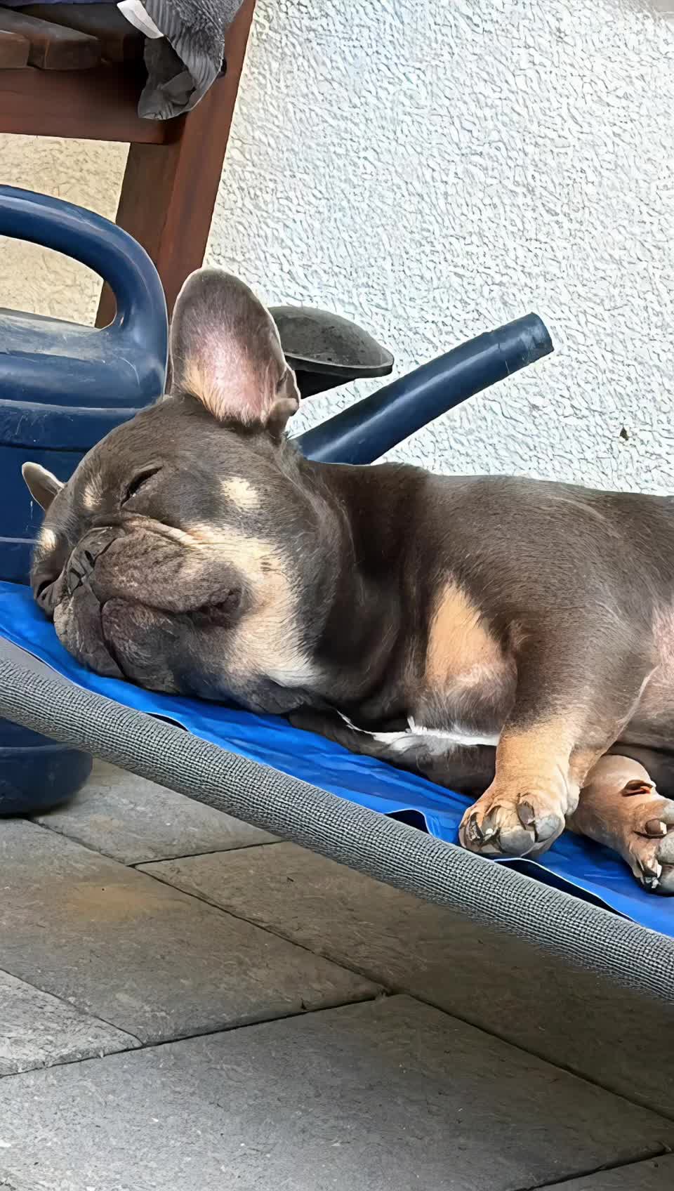 @Frenchie Cooper & family ❤️