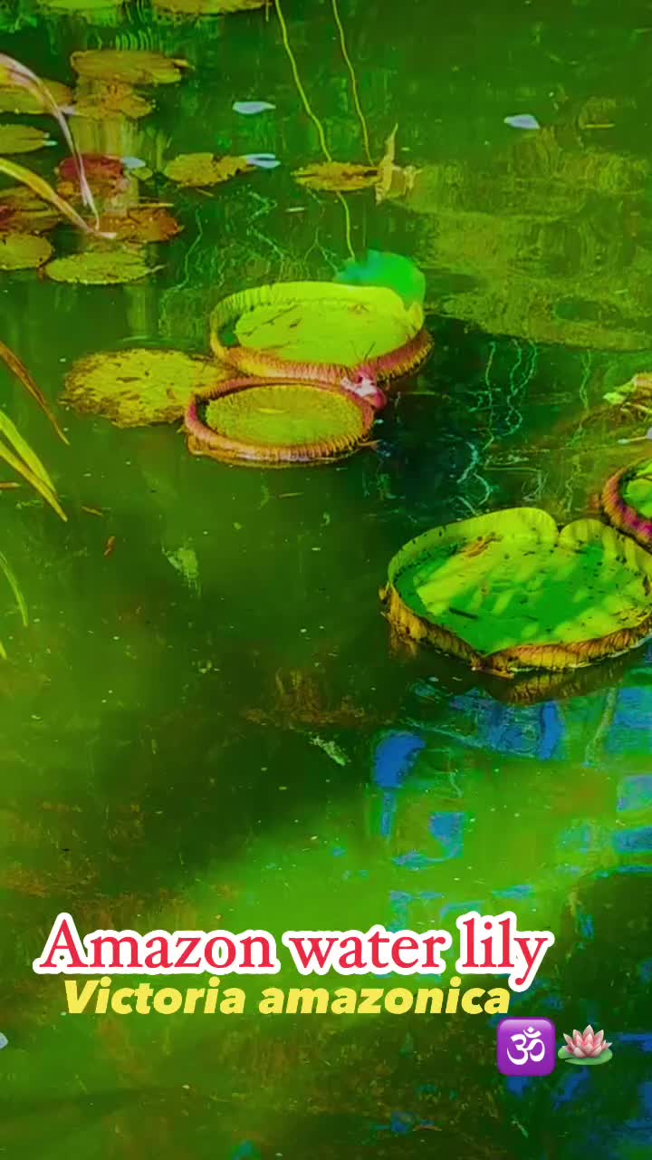 @स्वर्णकमल 🪷