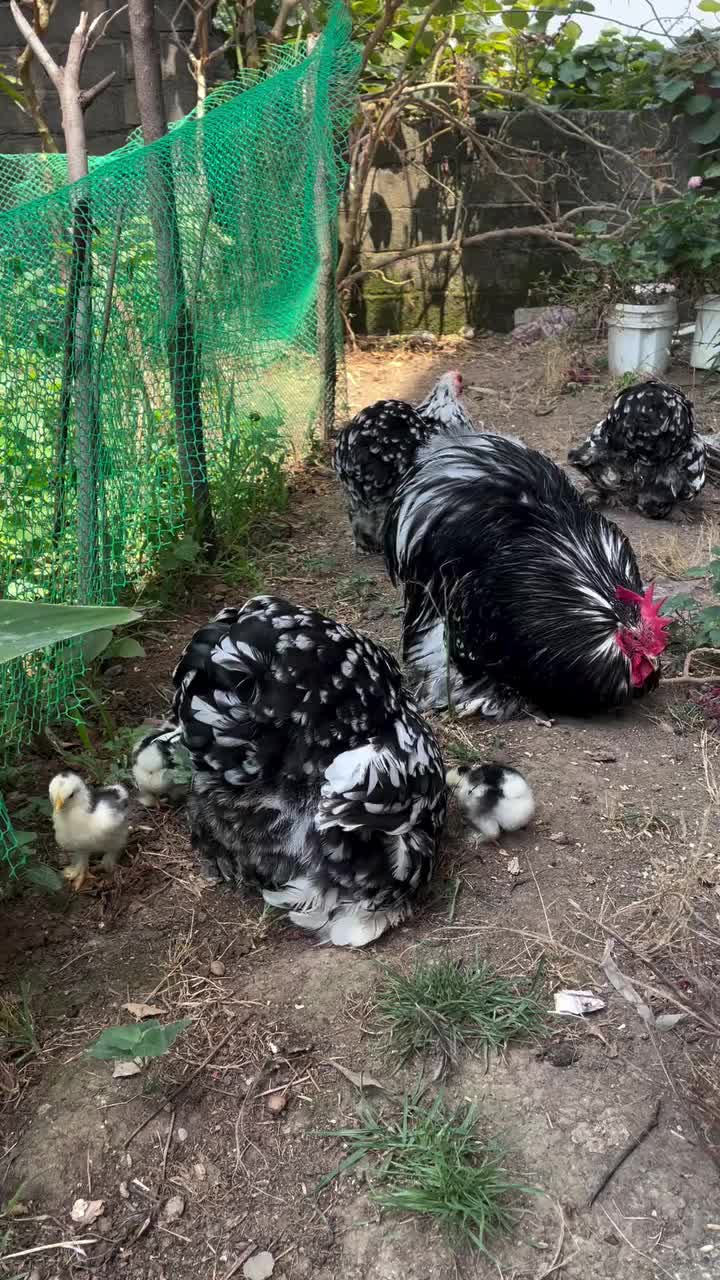 @Live stock animals ๐ชฟ๐๐๐๐ฅฌ
