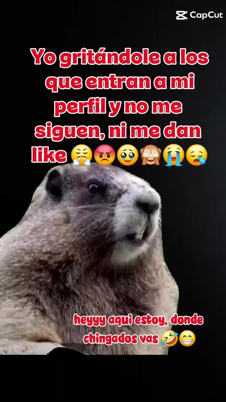 @Mundo Animal