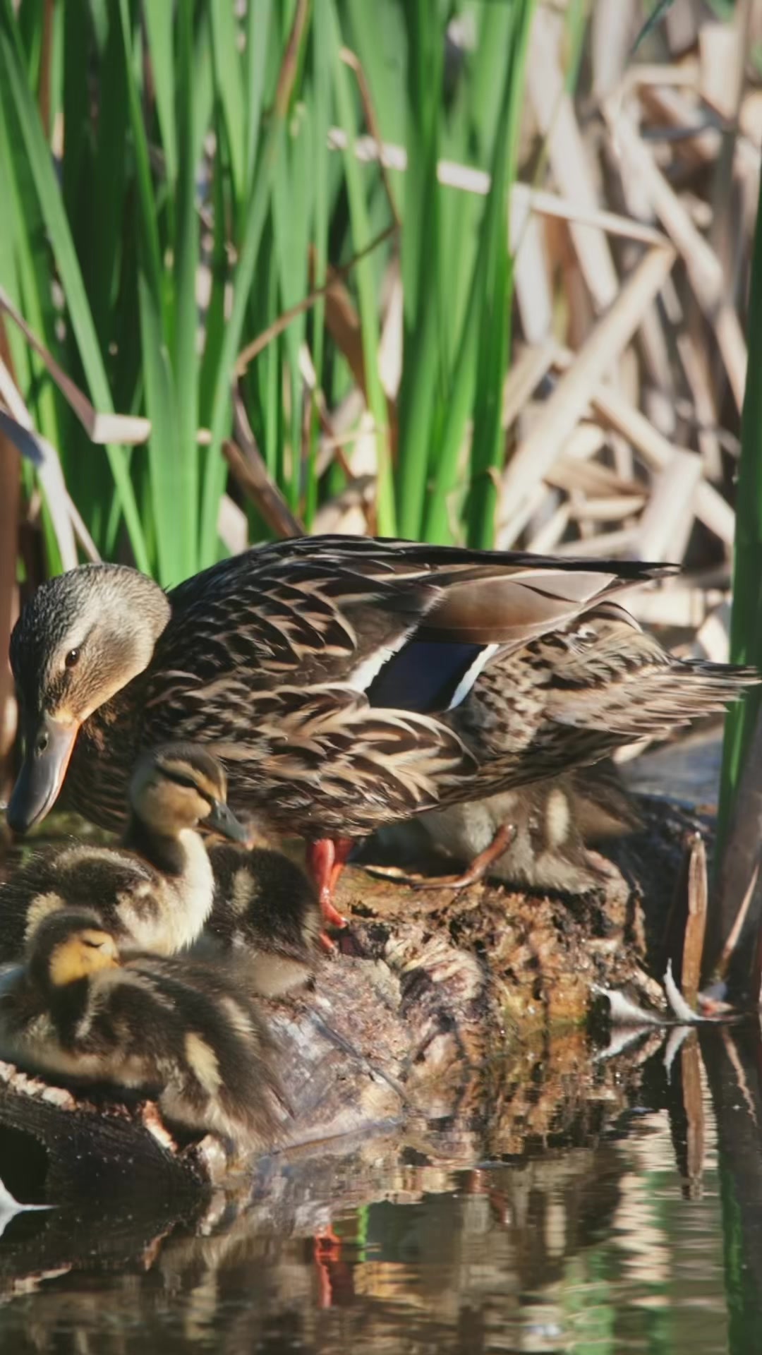 @🦅 SnAvEWild 🦊 🦌 🦆