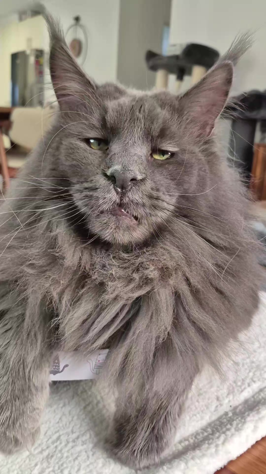 @Ragnar the Maine Coon 🐈