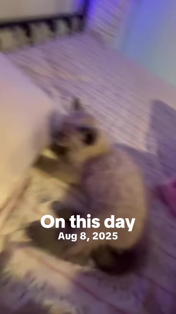 @Smokey the kitty😼