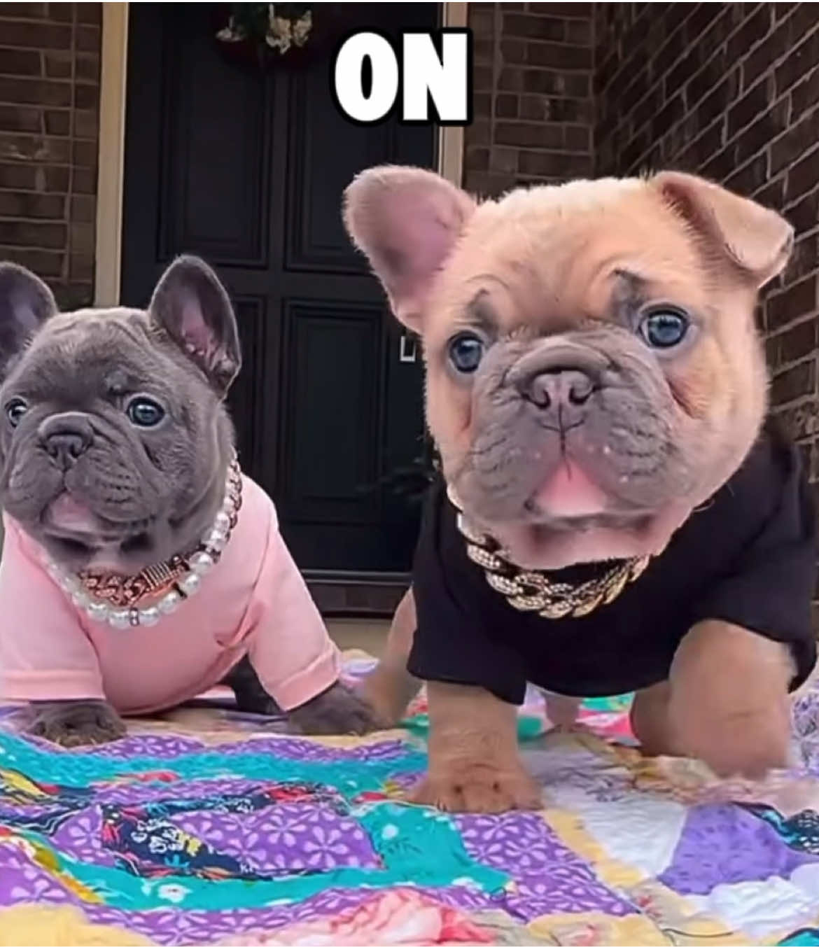 @Pibble Plug