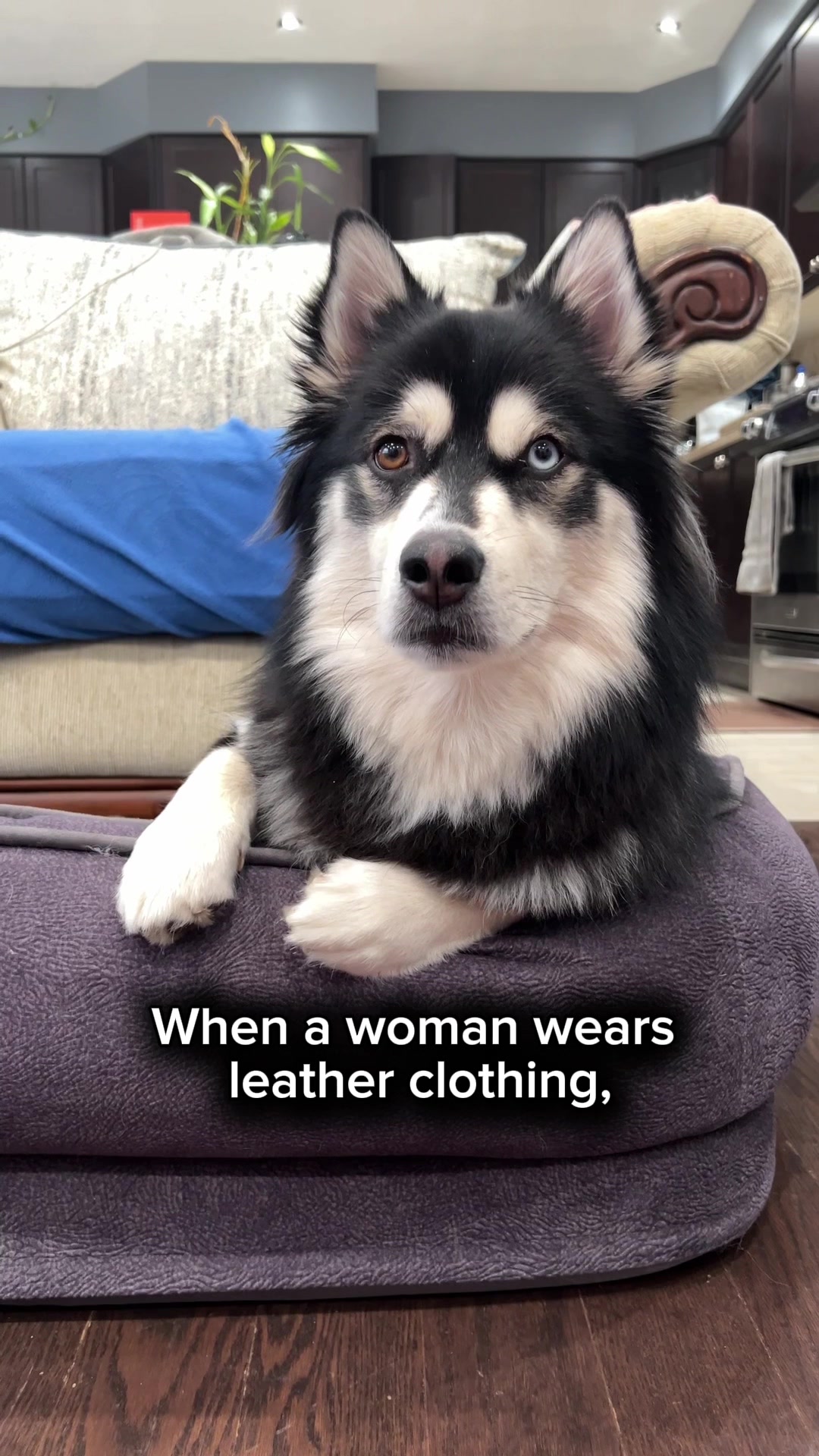 @Zeus the Pomsky🐾