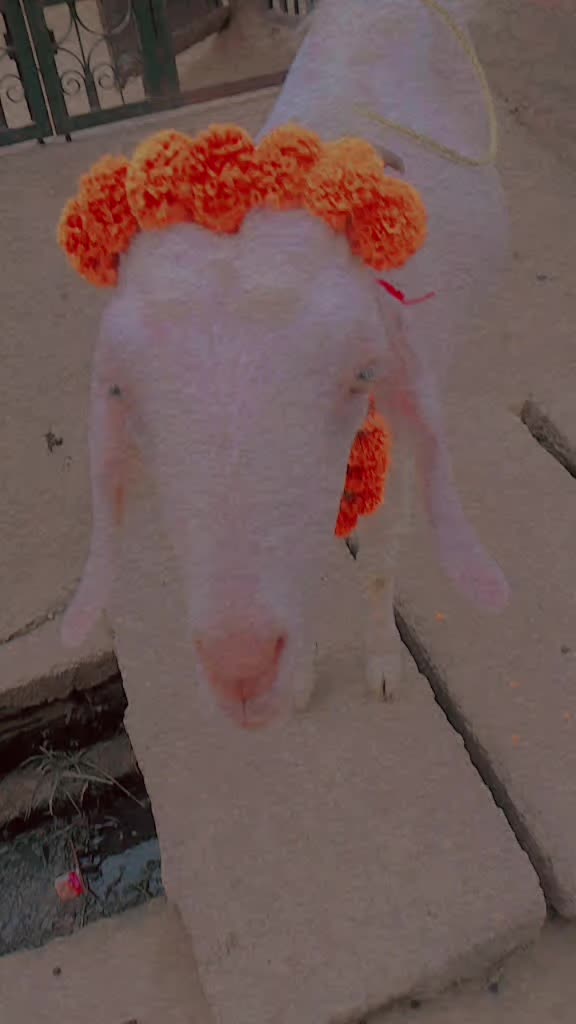 @๐ฅ_WHY_ ๐ฅYOU_๐ฅถ Kill_ ME__๐