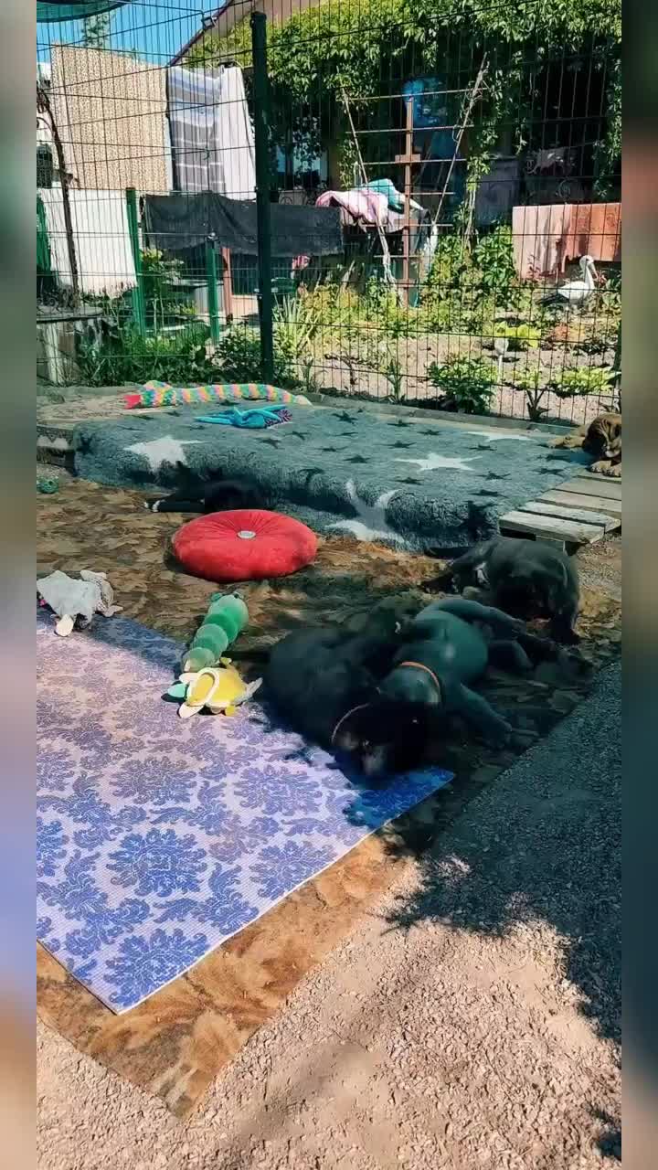@Кане Корсо