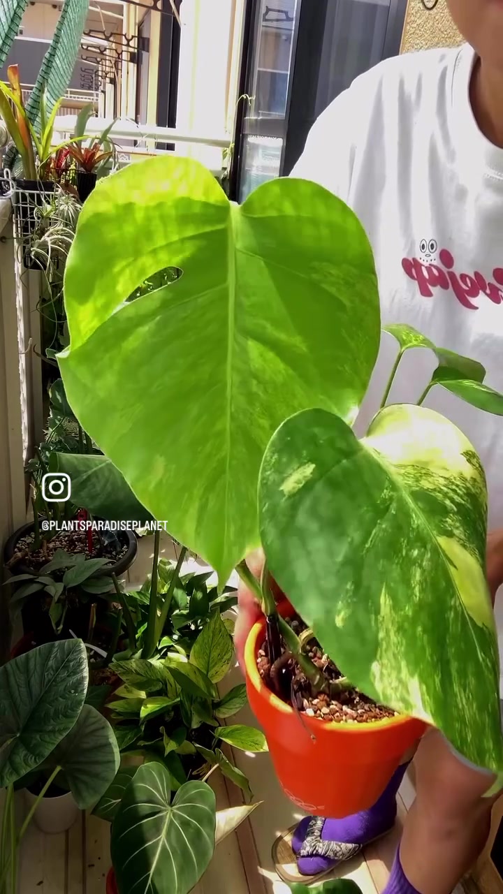 @plantsparadiseplanet
