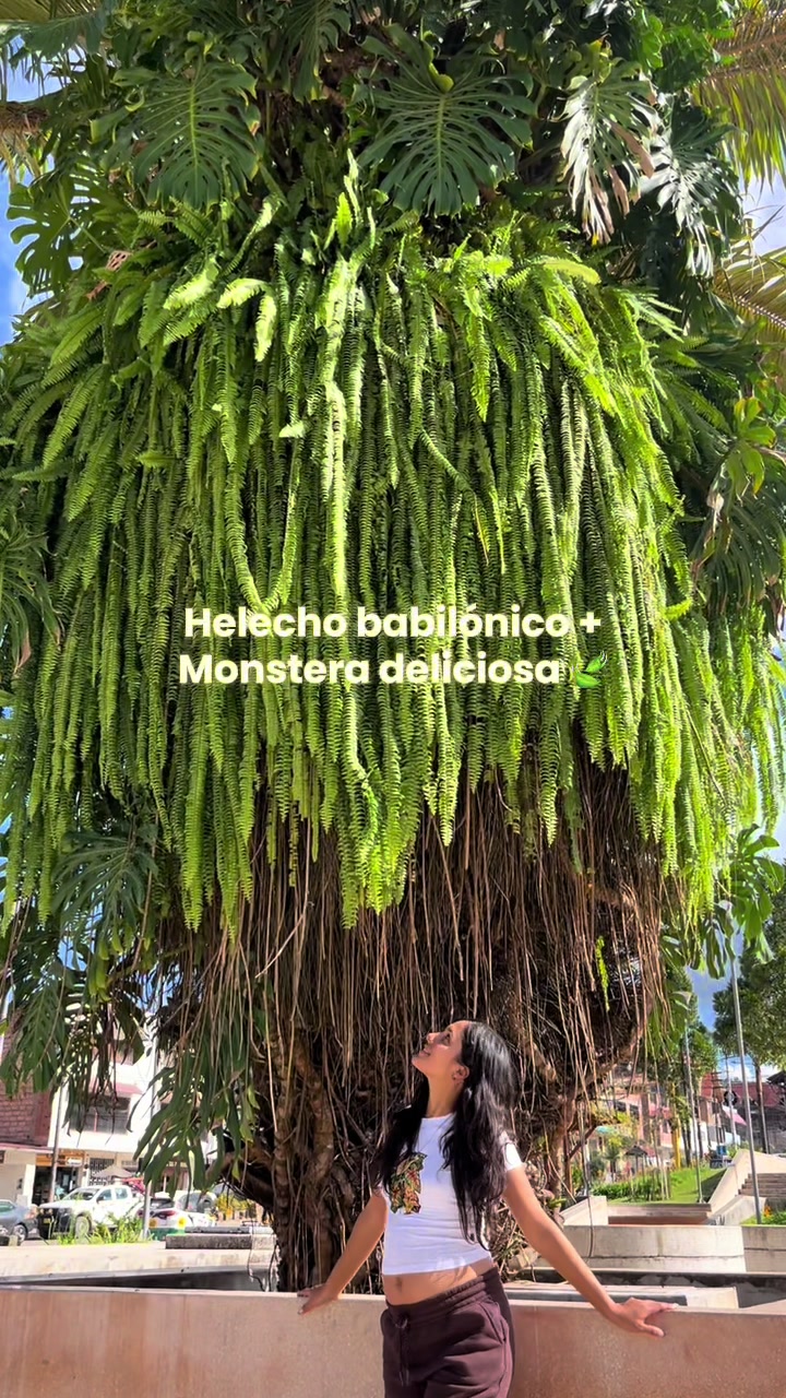 @arianacarrascolopez