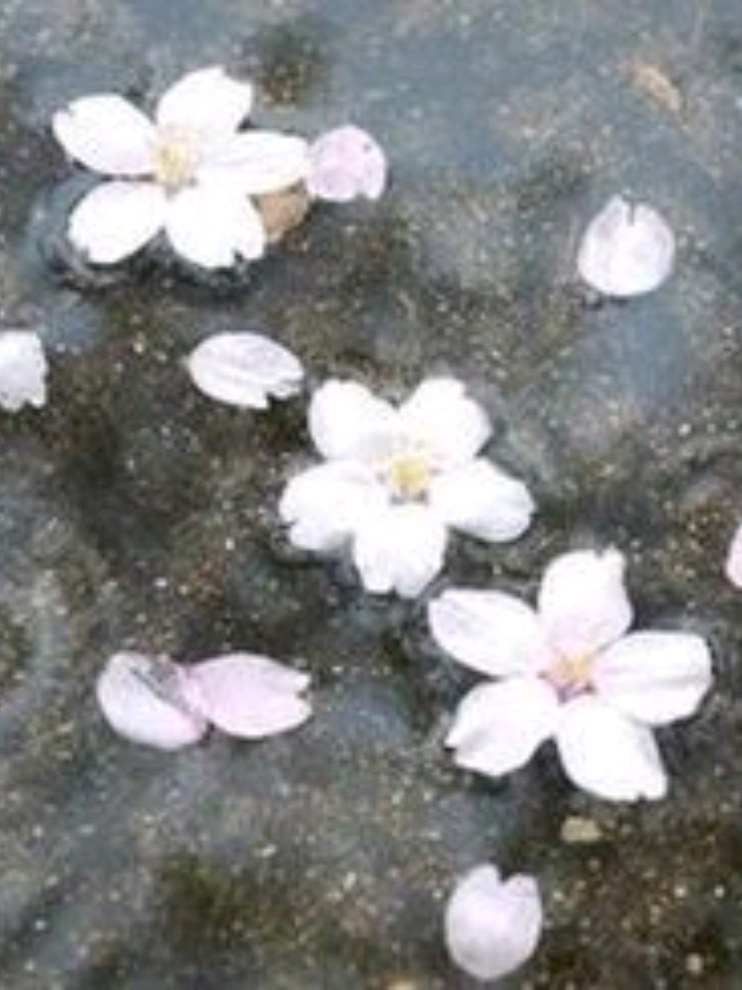 @ᥱოოᥲ 。ꪆৎ ˚⋅