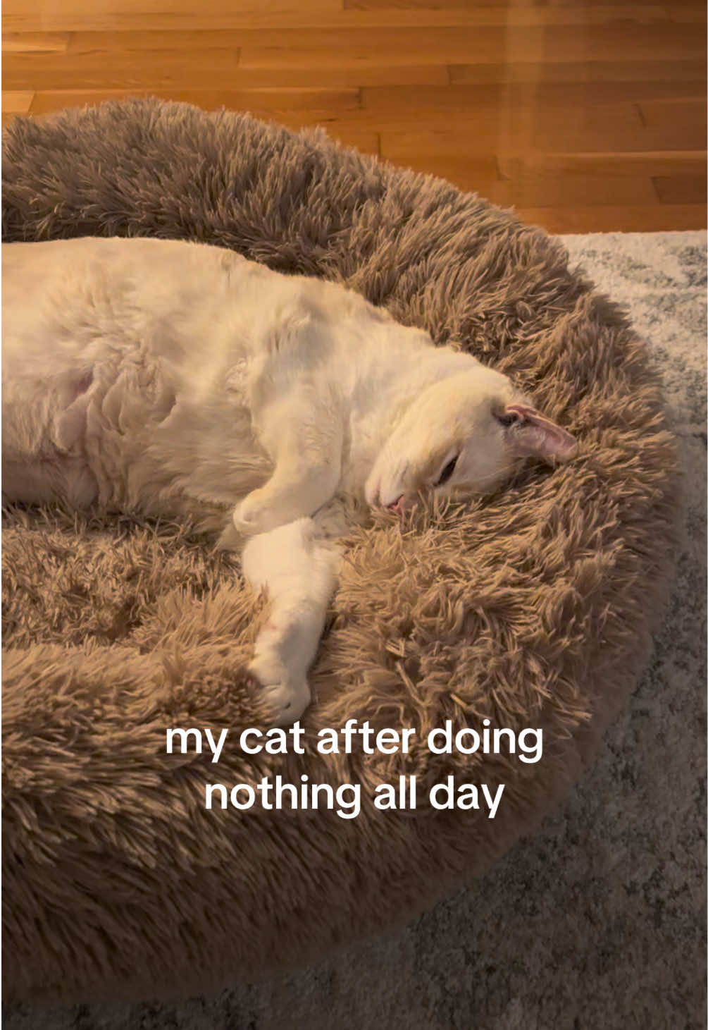 @Angel the Cat Mom