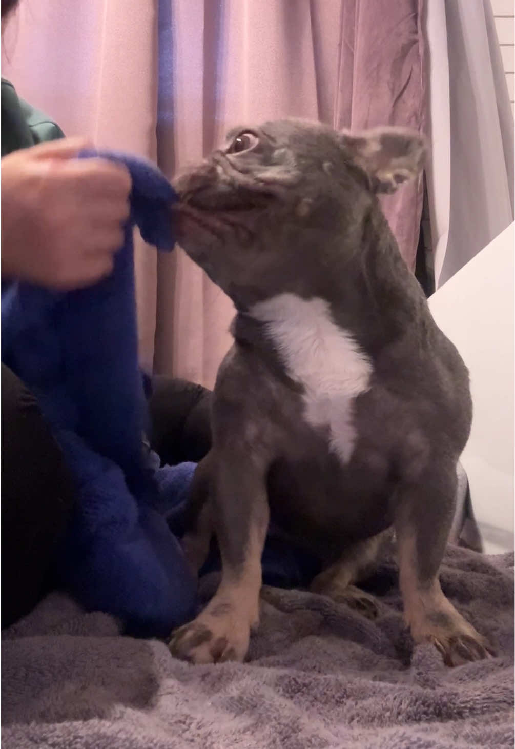 @Arwen the adorable Frenchie