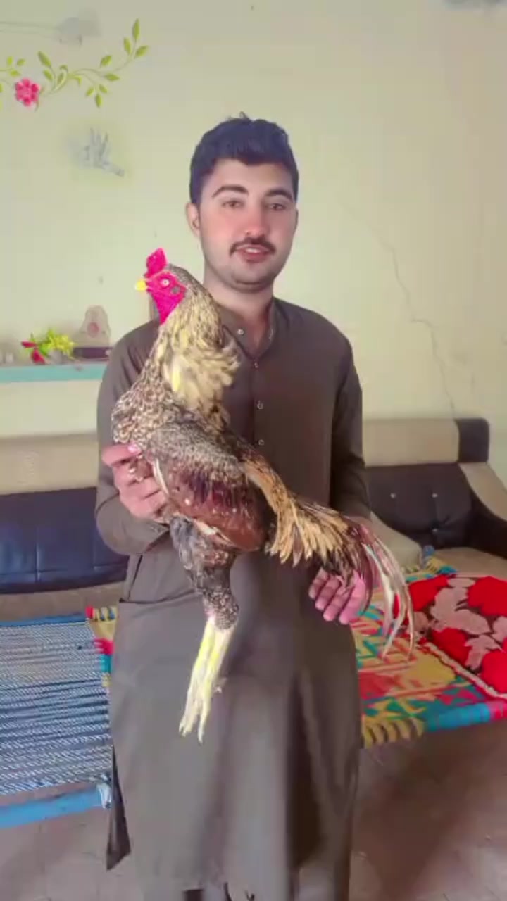 @kashifaseel2