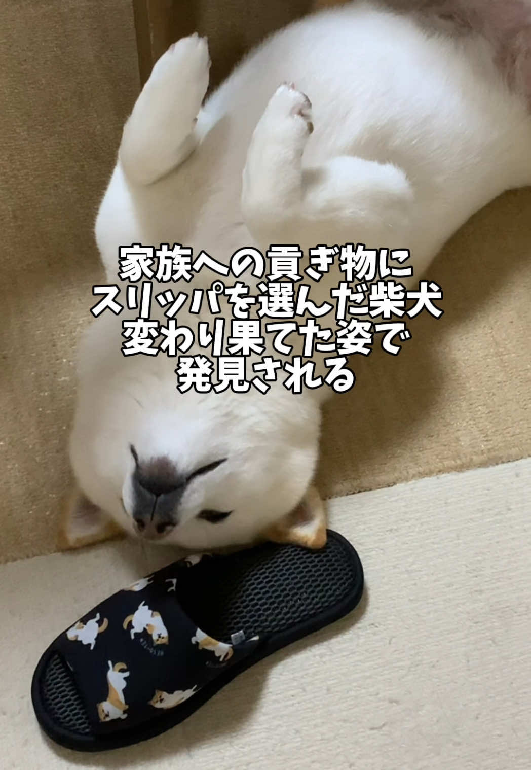 @白柴犬はる🌸