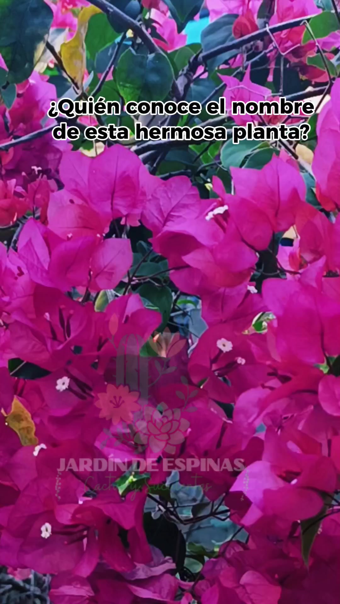 @CACTUS JARDIN DE ESPINAS