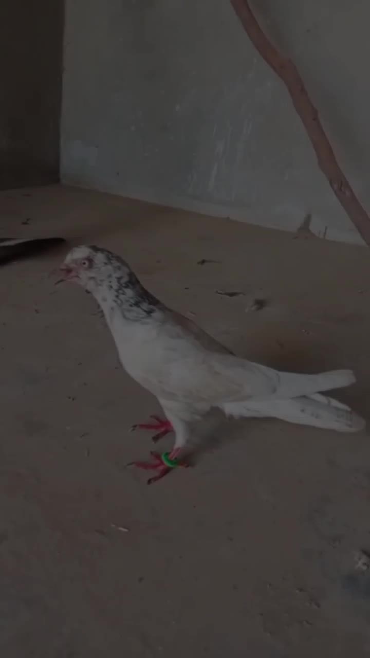 @Adnan jutt🤘 لاڈلا گروپ ملتان