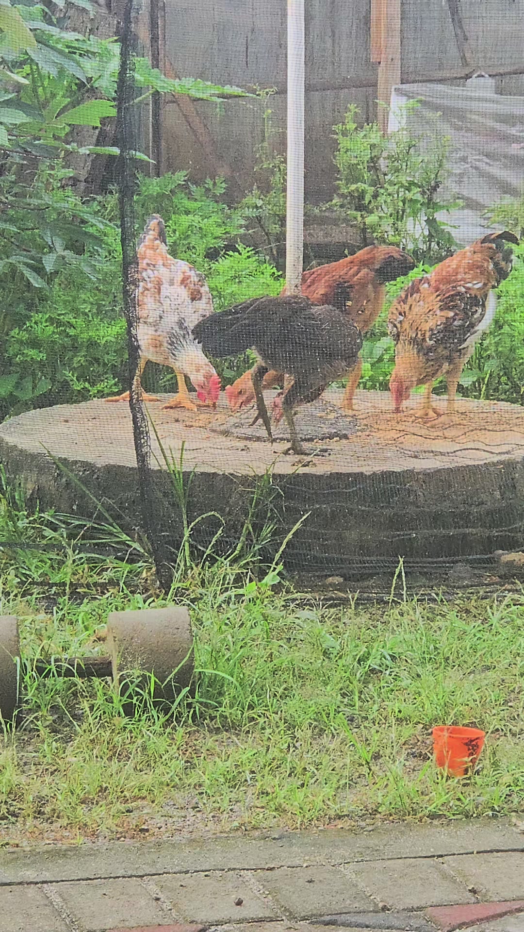 @🇲🇨ryfai菲達🇹🇼