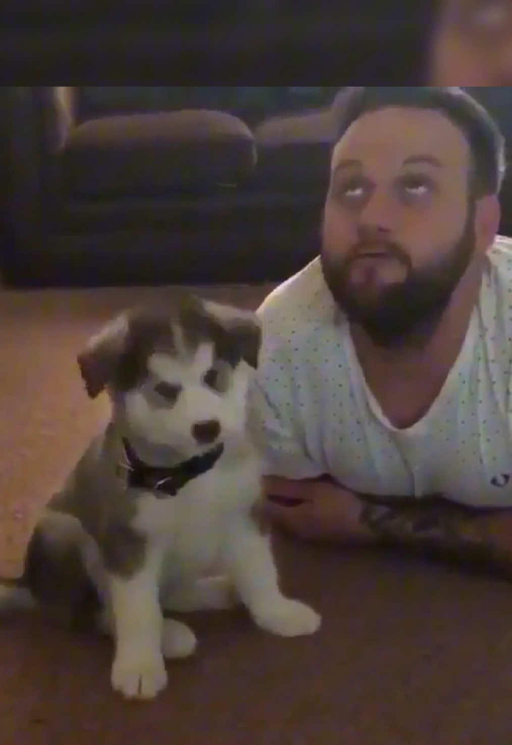 @cute dogs channel
