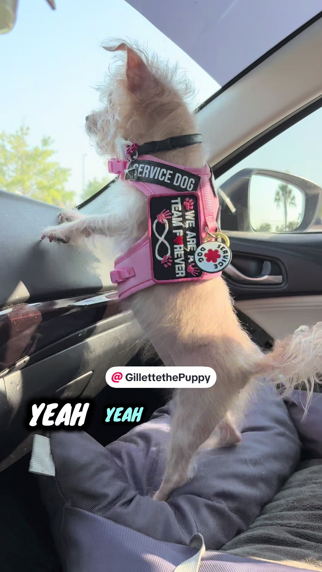 @Gillette the Puppy