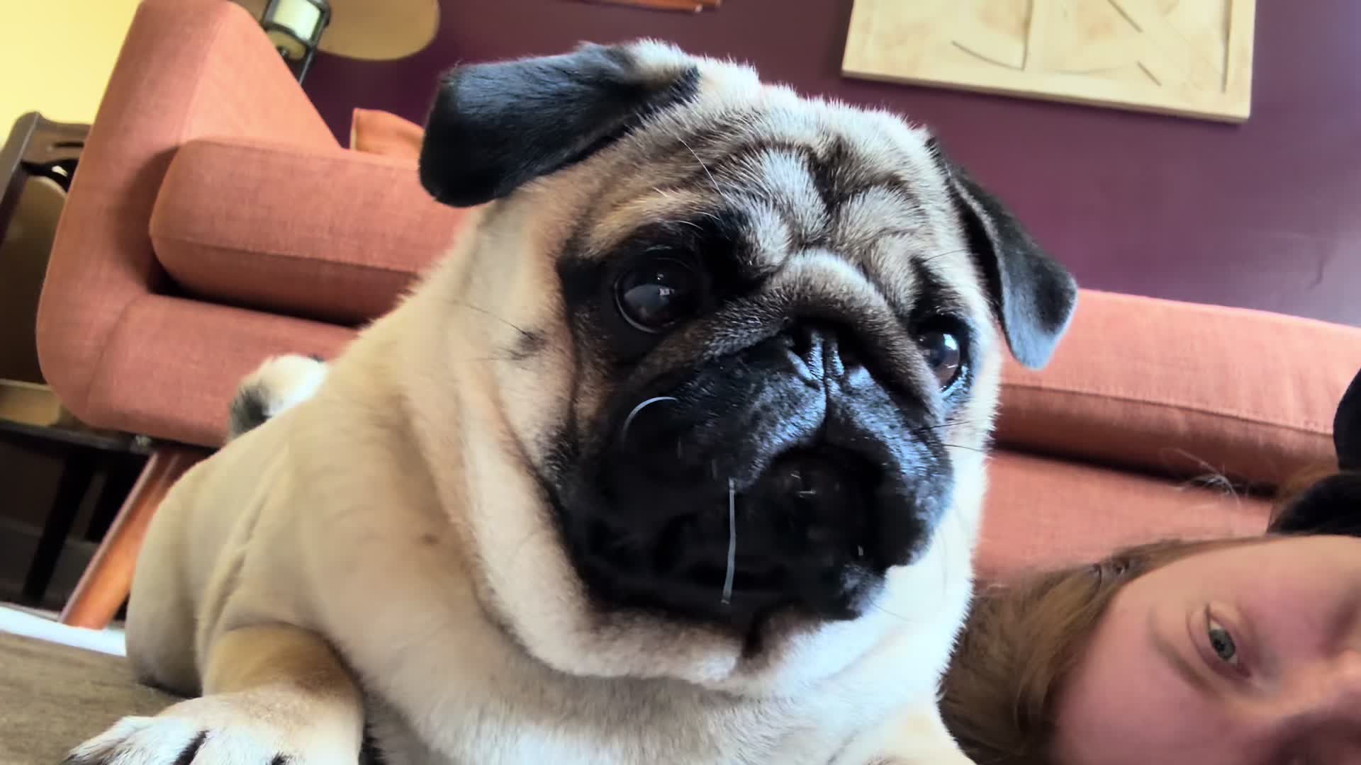@thewinterpug