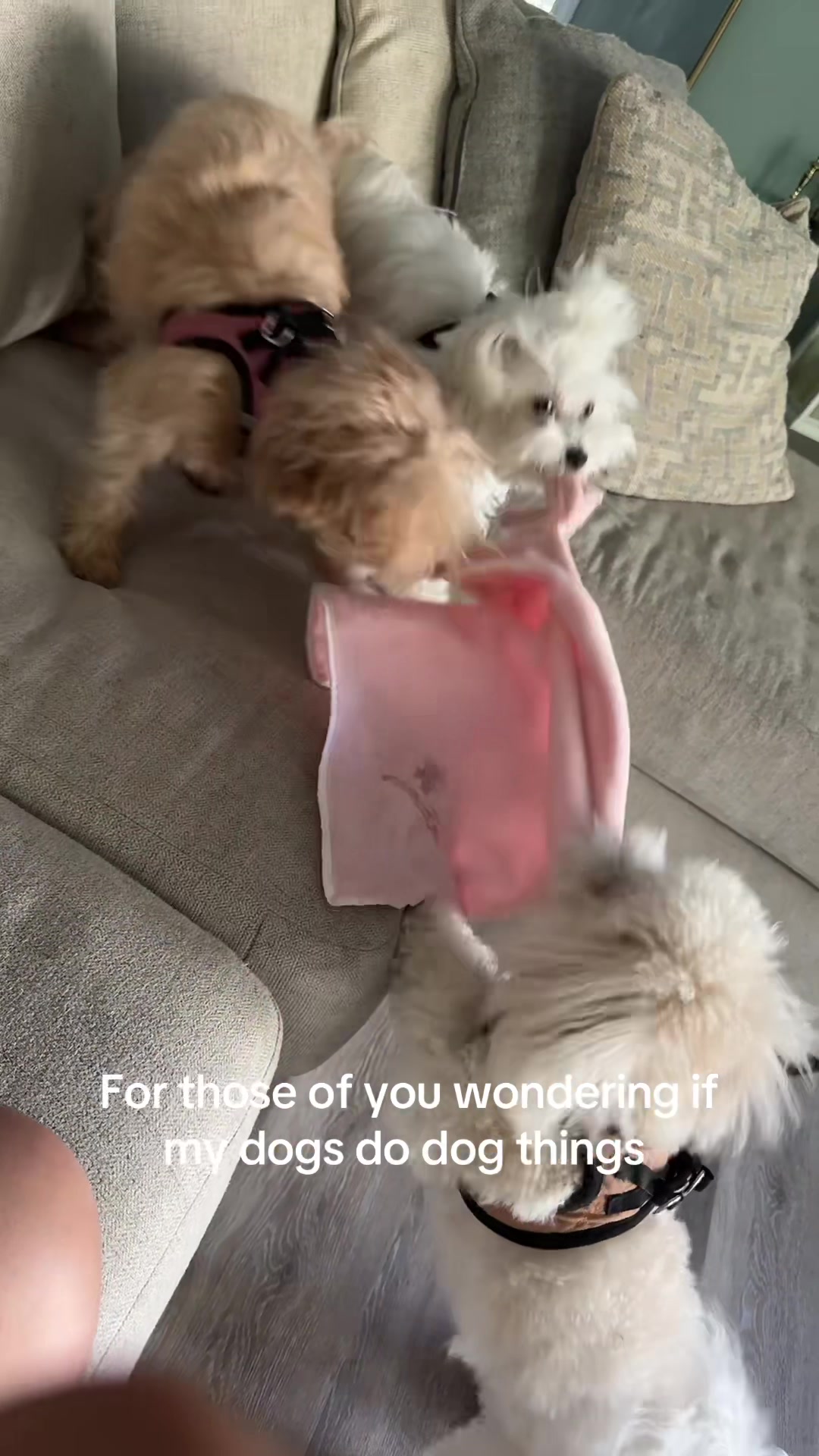 @massimo.the.maltipoo