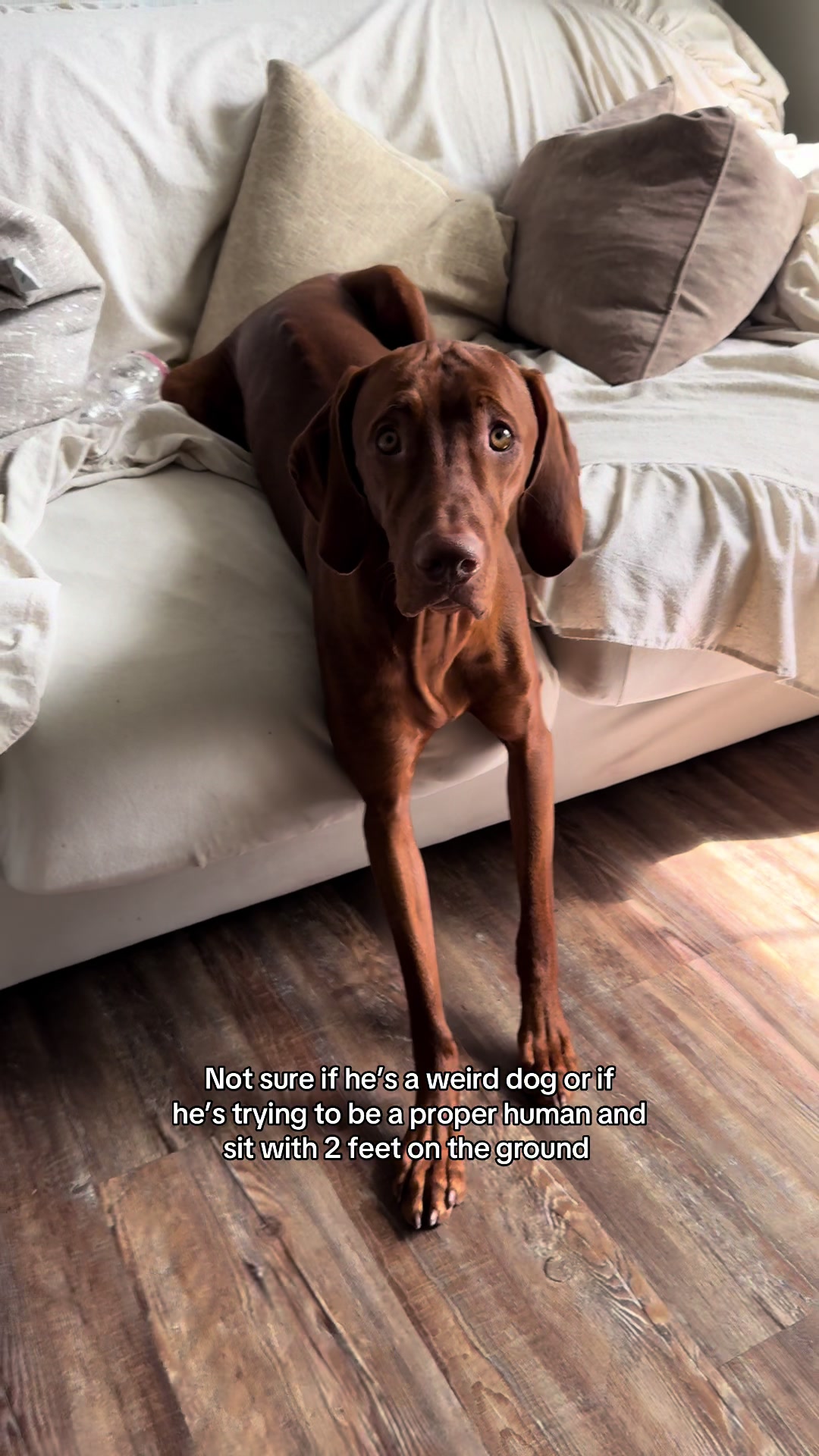 @Tycho the vizsla