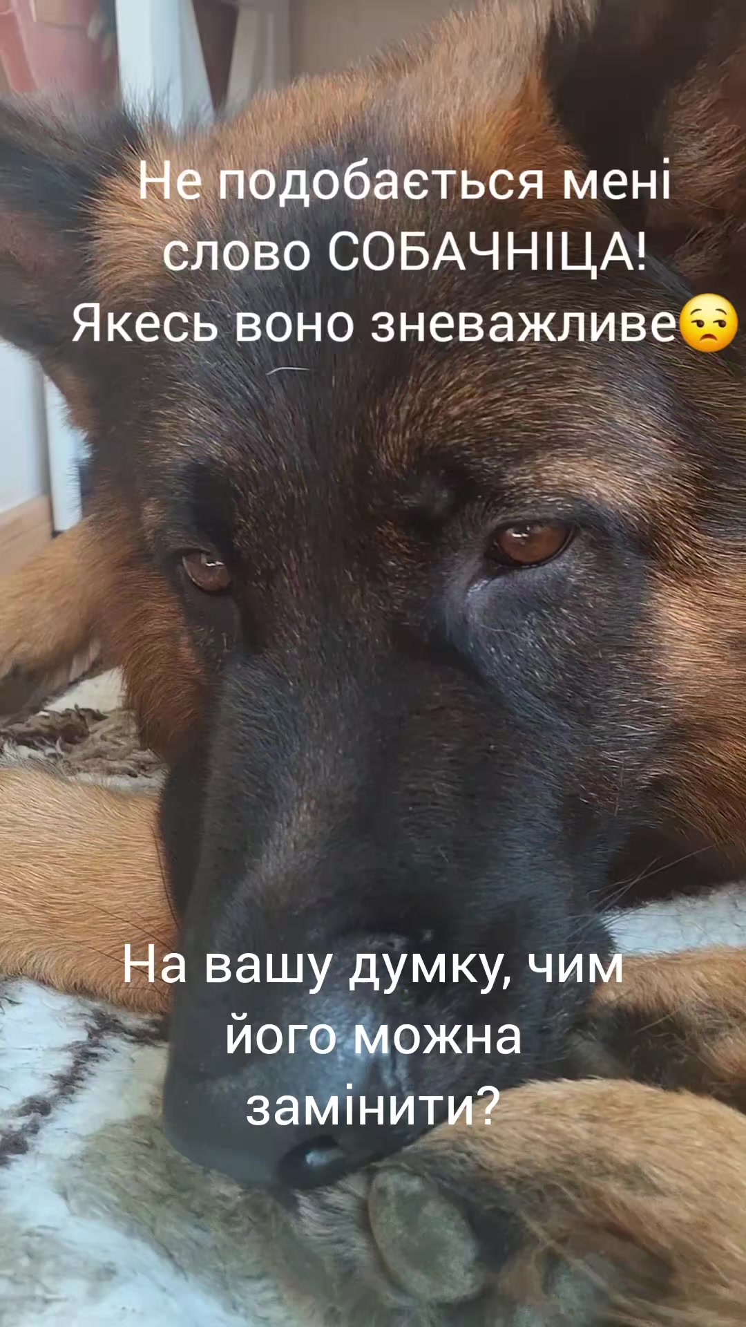 @МАТЬ ДРАКОНІВ🤣