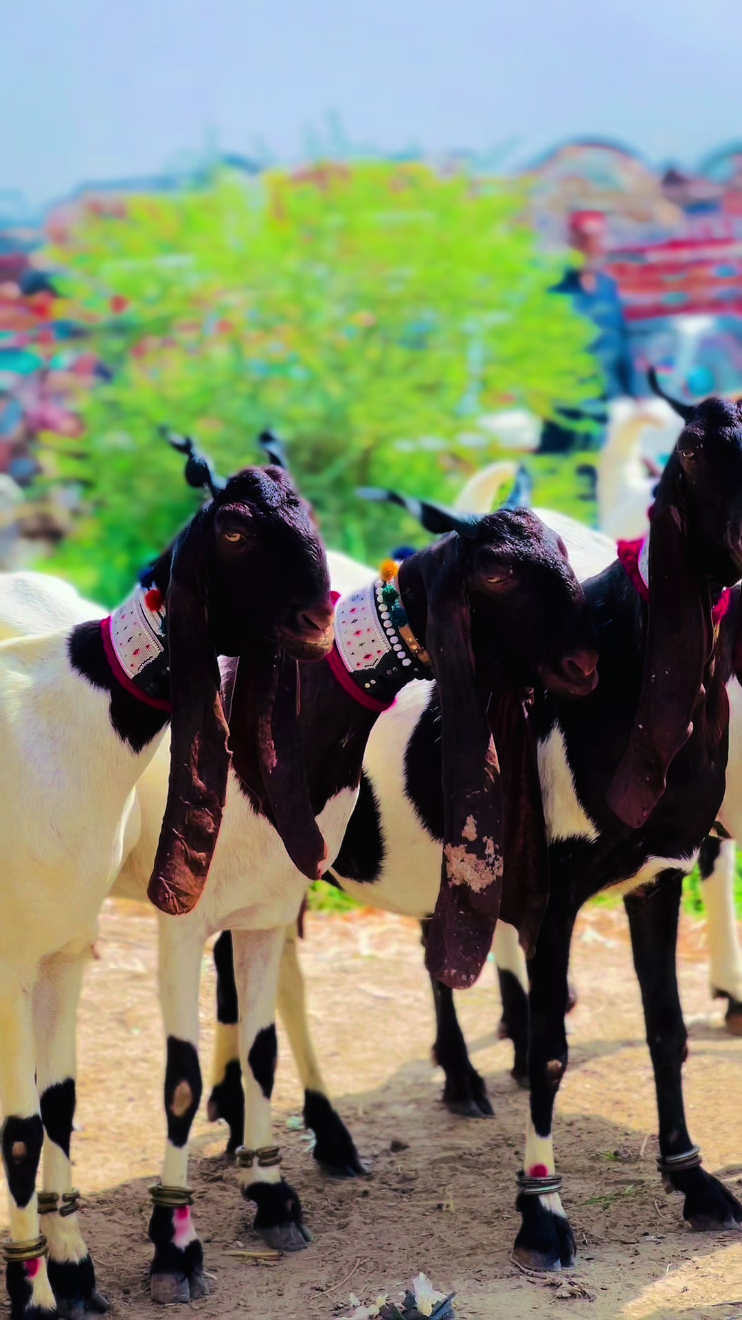 @✨.زاهد سولنگي واپاري. 🐐