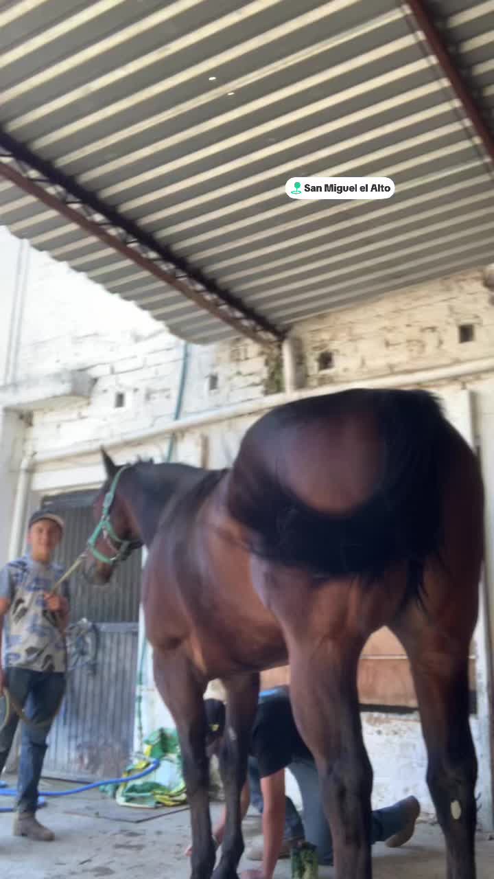 @Farriershoeshorsesnicotina🏇🔨