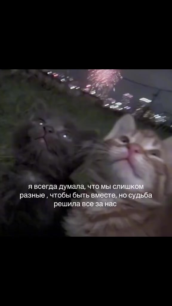 @kitten_in_dark