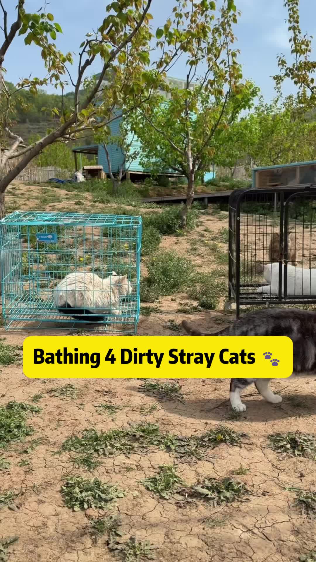 @Stray Cat Talkz