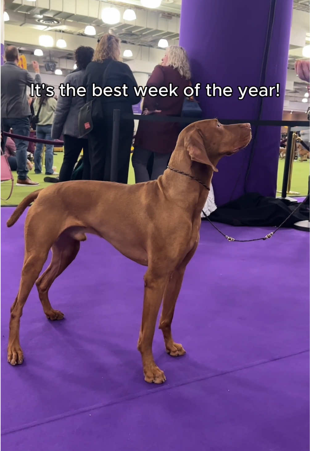 @Westminster Kennel Club