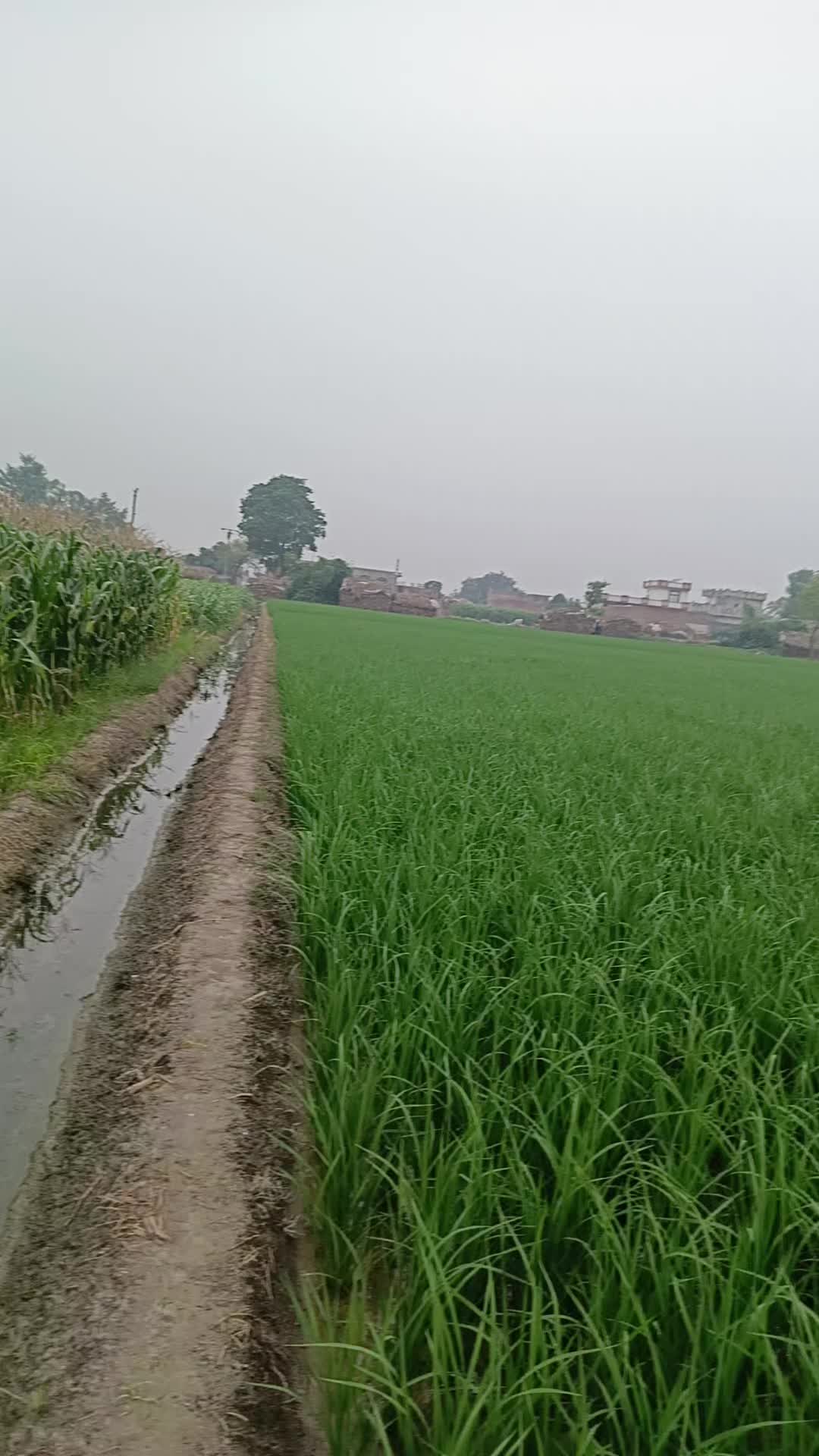 @rani jaan