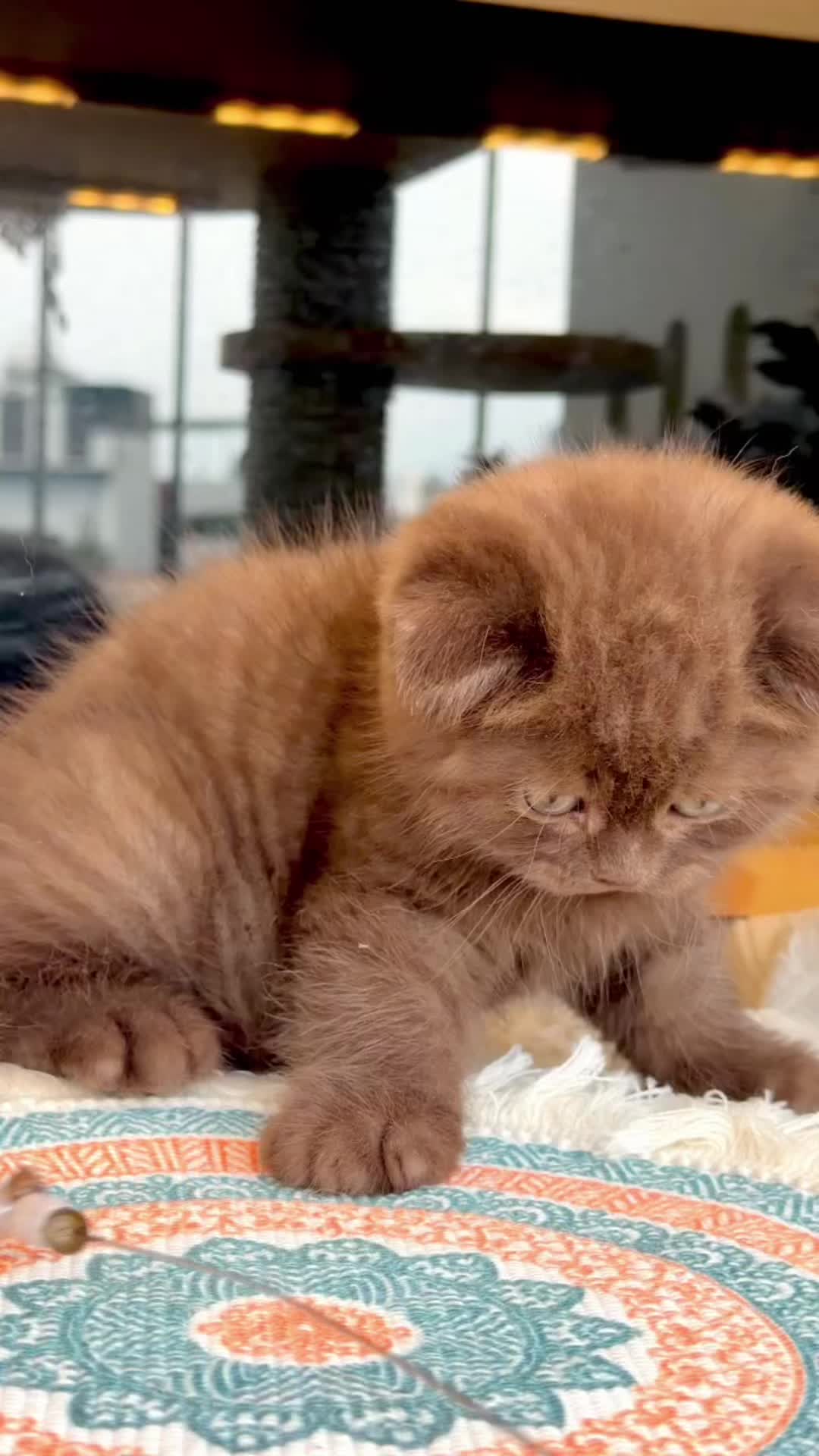 @fuyncats