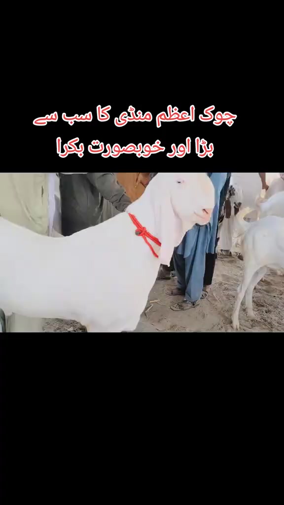 @mazhar Iqbal layyah wal