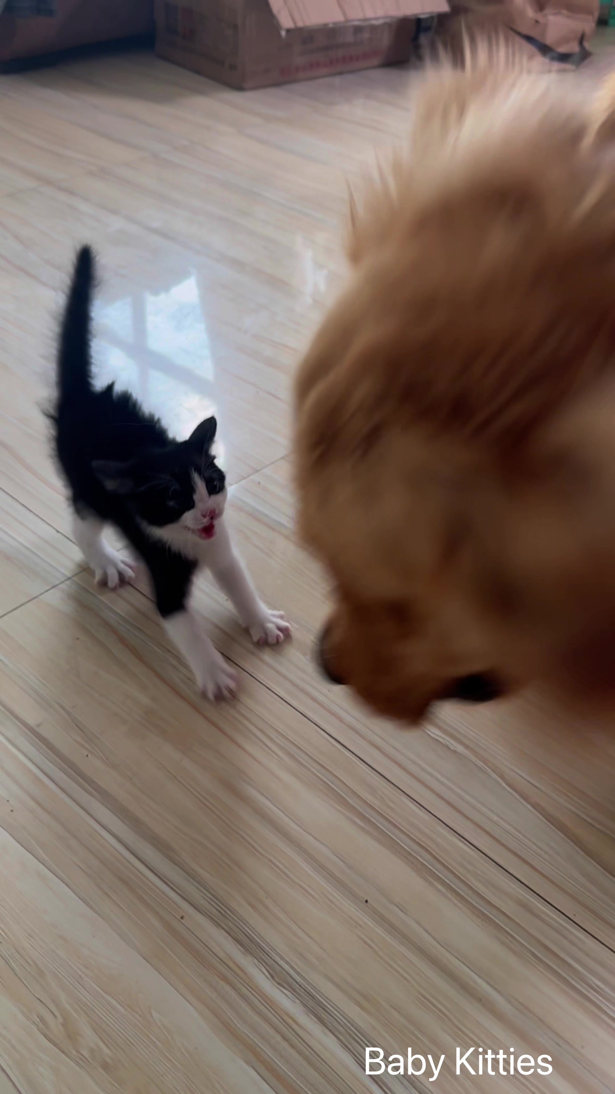 @Pawsfull.ASMR