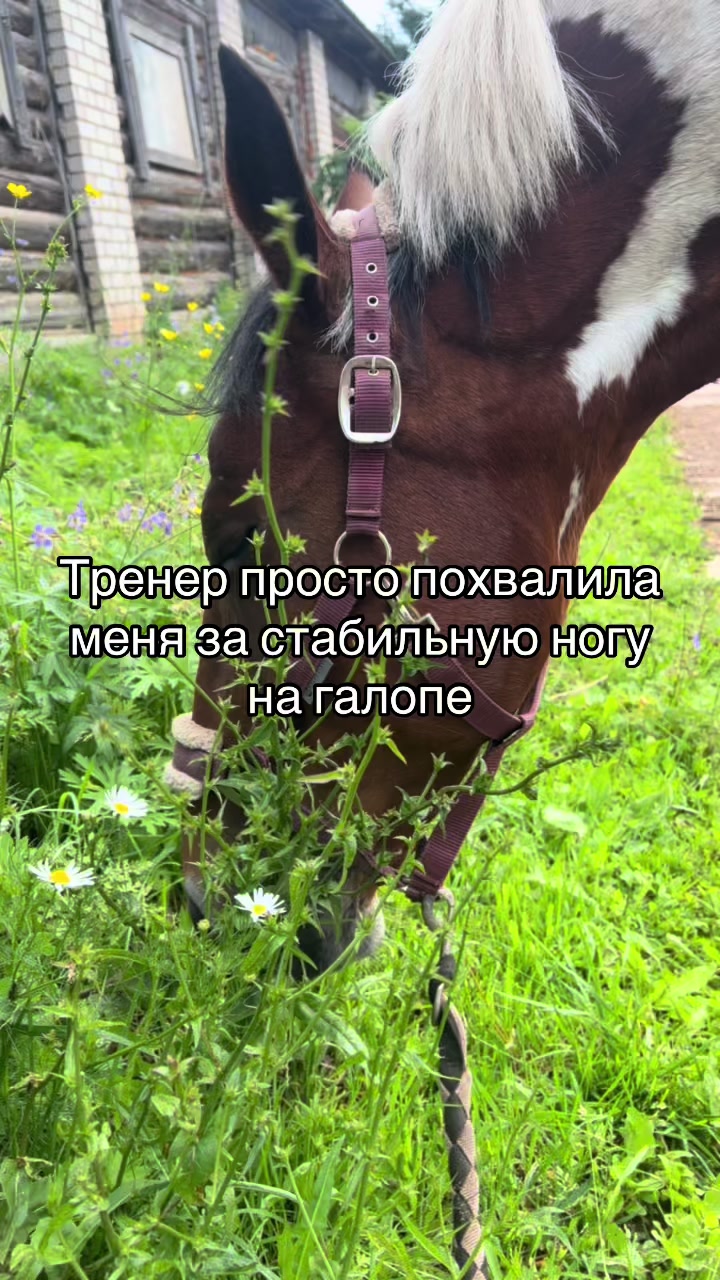 @Ли🐴