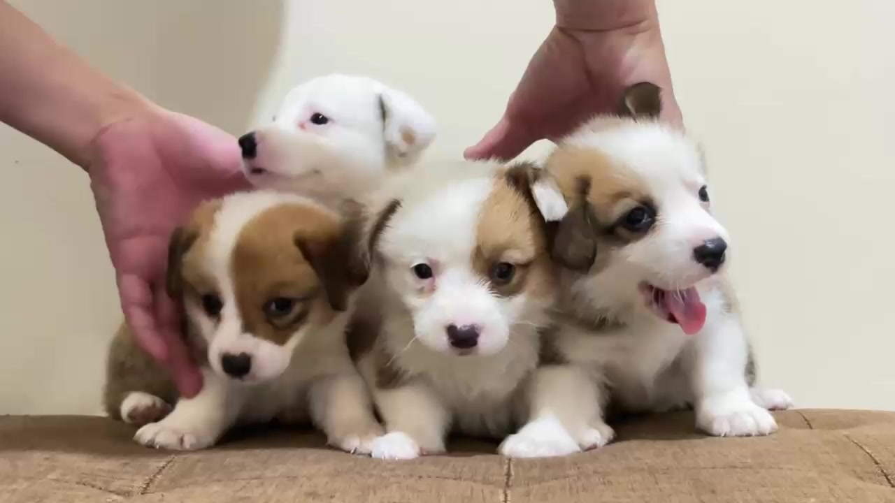 @Lavanya Kennel