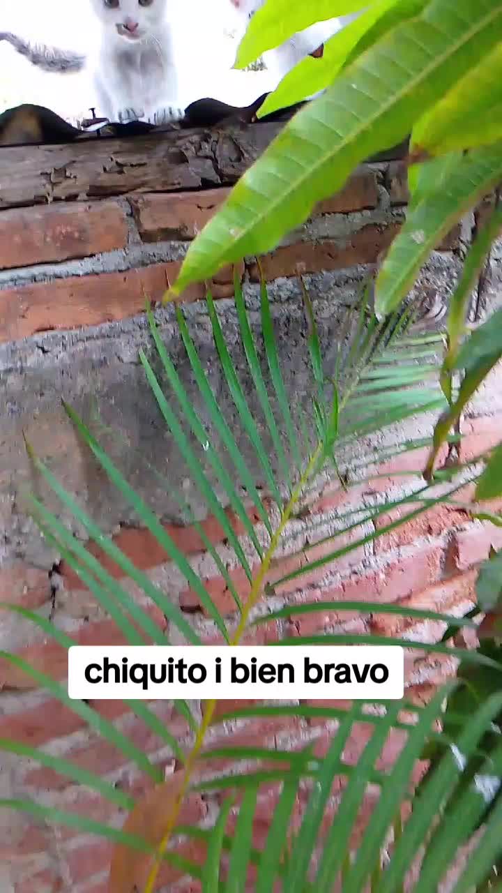 @josue