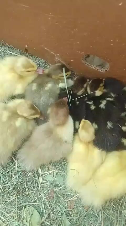 @MAŞTAĞA_QUŞCULUĞ