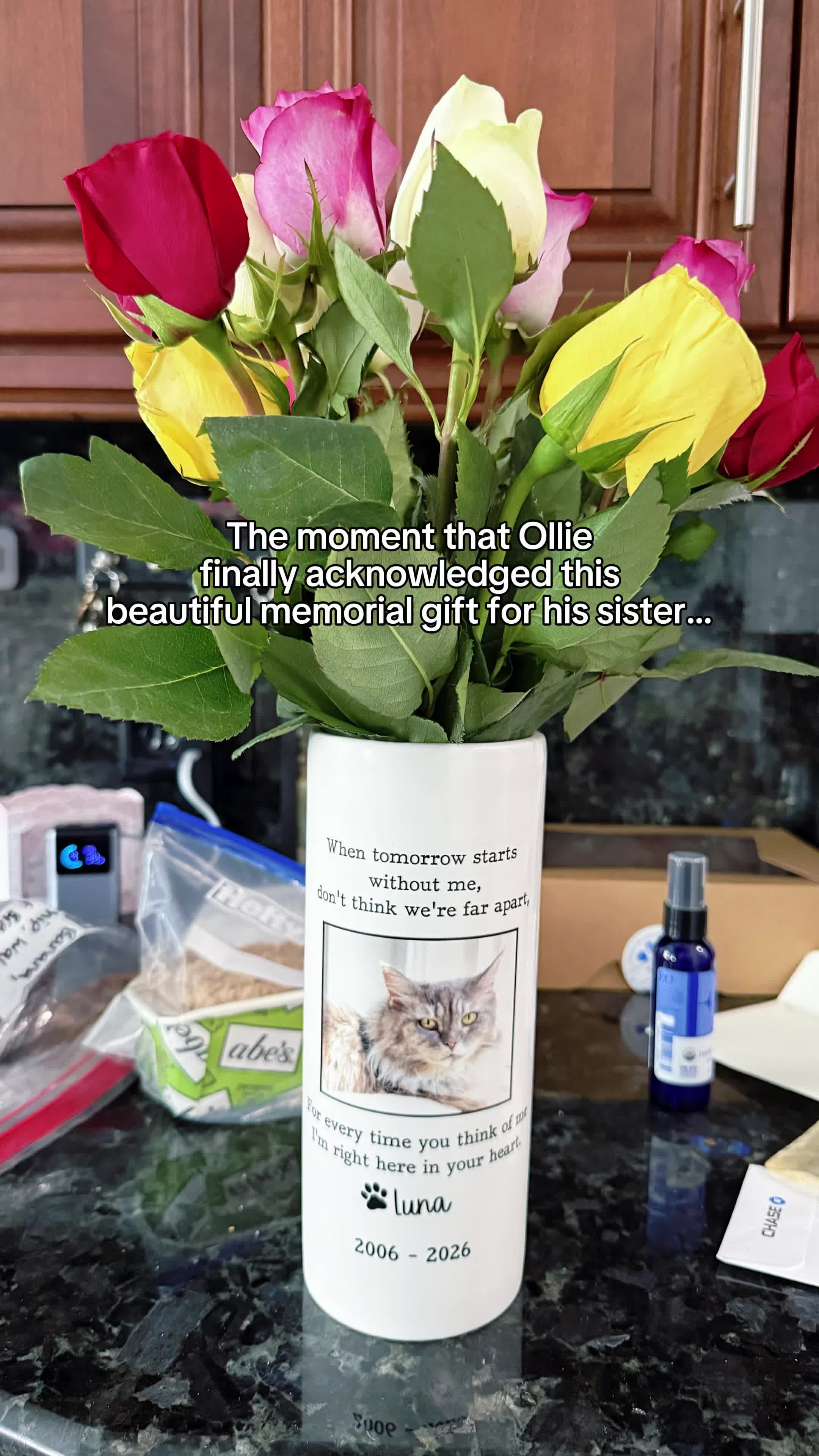 @Auntie Julie - The Cat Sitter