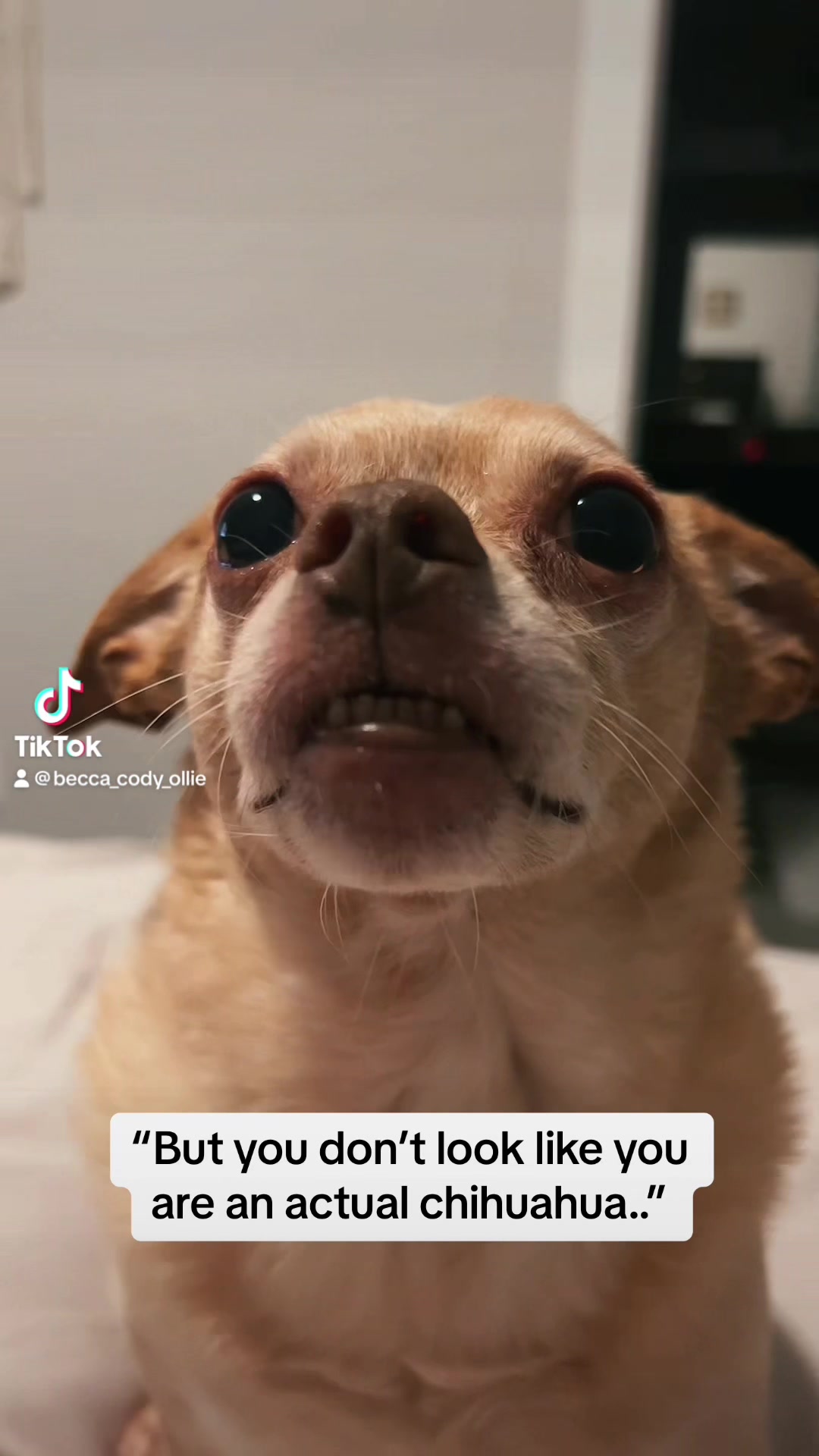 @Cody the Chi & The Spare Ones